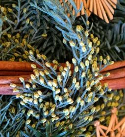 Pintér-kert arborétum