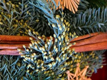 Pintér-kert arborétum Pécs