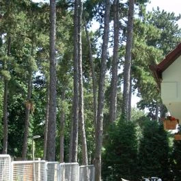 Berg Toboz Panzió Pécs - Medence/kert