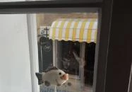 Marilyn City Center Apartman Pécs