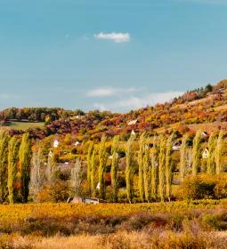 Kökörcsin tanösvény