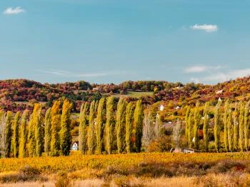 Kökörcsin tanösvény Pécsely