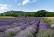 Pilisborosjenő - Kevélyhegyi levendulamező
