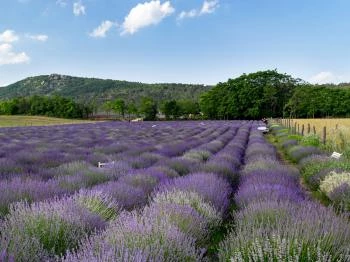 Kevélyhegyi levendulamező Pilisborosjenő