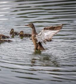 Pilisszentiván Bányató