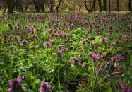 Pilisszentiván - Jági tanösvény