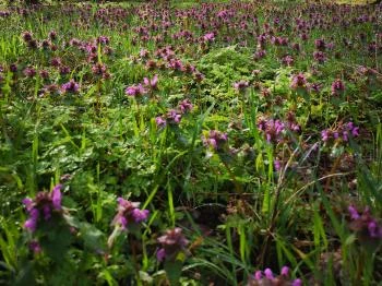 Jági tanösvény Pilisszentiván