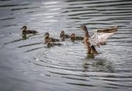 Pilisszentiván Bányató Pilisszentiván