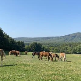 Hotel Szépalma Porva-Szépalmapuszta - Medence/kert