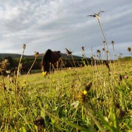 Hotel Szépalma Porva-Szépalmapuszta - Egyéb