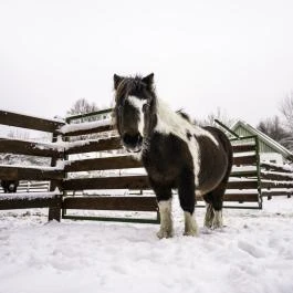 Hotel Szépalma Porva-Szépalmapuszta - Egyéb
