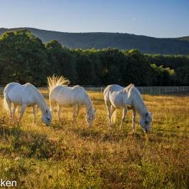 Hotel Szépalma Porva-Szépalmapuszta - Egyéb