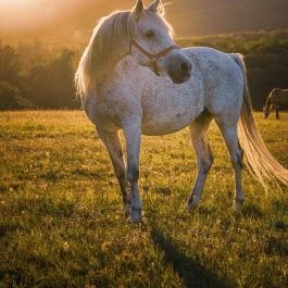 Hotel Szépalma Porva-Szépalmapuszta - Egyéb