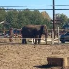 Richter Safari Park Nagykőrös - Egyéb