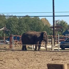 Richter Safari Park Nagykőrös - Egyéb