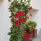 Anna Panzió Szeged - Egyéb