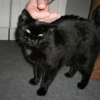 Bor Apartmanház Gyenesdiás - Egyéb