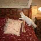 Puchner Kastélyszálló Bikal - Belső