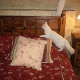 Puchner Kastélyszálló, Bikal - Belső