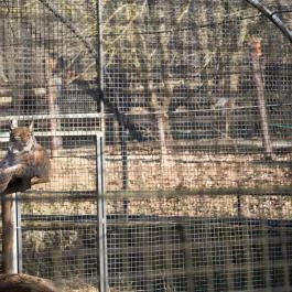 Budakeszi Vadaspark Budakeszi - Egyéb