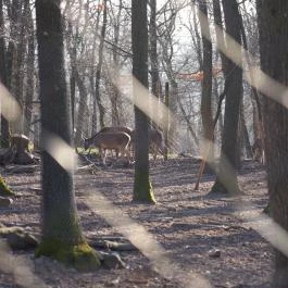 Budakeszi Vadaspark Budakeszi - Egyéb