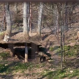 Budakeszi Vadaspark Budakeszi - Egyéb