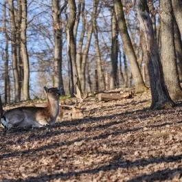 Budakeszi Vadaspark Budakeszi - Egyéb