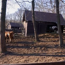 Budakeszi Vadaspark Budakeszi - Egyéb