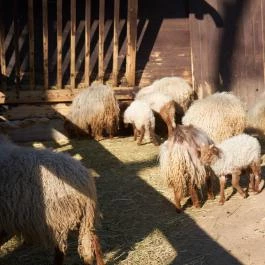 Budakeszi Vadaspark Budakeszi - Egyéb