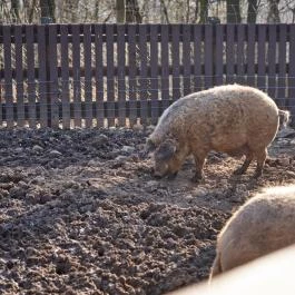 Budakeszi Vadaspark Budakeszi - Egyéb