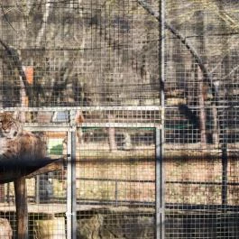 Budakeszi Vadaspark Budakeszi - Egyéb