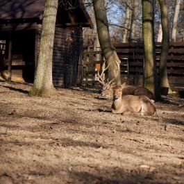 Budakeszi Vadaspark Budakeszi - Egyéb