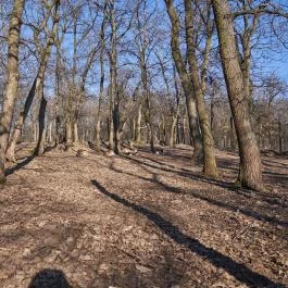 Budakeszi Vadaspark Budakeszi - Egyéb