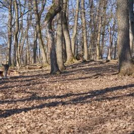 Budakeszi Vadaspark Budakeszi - Egyéb