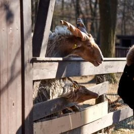 Budakeszi Vadaspark Budakeszi - Egyéb