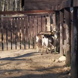 Budakeszi Vadaspark Budakeszi - Egyéb