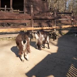 Budakeszi Vadaspark Budakeszi - Egyéb