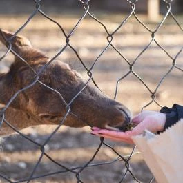 Budakeszi Vadaspark Budakeszi - Egyéb