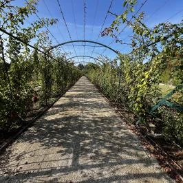 Cziráky Margit Rózsakert, Fertőd - Egyéb