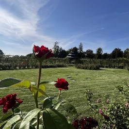 Cziráky Margit Rózsakert, Fertőd - Egyéb