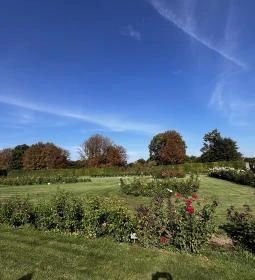 Cziráky Margit Rózsakert