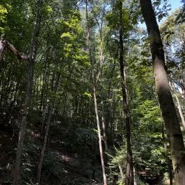 Lővérek, Sopron - Egyéb