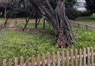 Öreg Akác Budapest