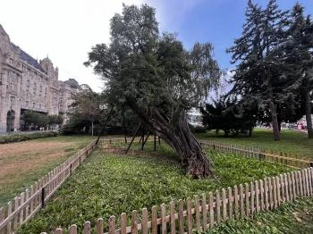 Öreg Akác Budapest