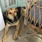 Őri Art Inn Panzió Ôriszentpéter - Egyéb