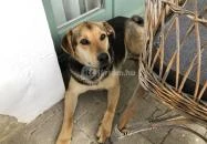 Őri Art Inn Panzió Ôriszentpéter