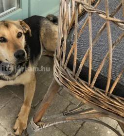 Őri Art Inn Panzió