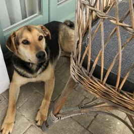 Őri Art Inn Panzió Ôriszentpéter - Egyéb