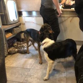 Puppychino, Budapest - Belső