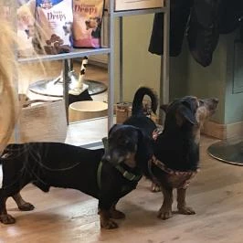 Puppychino, Budapest - Belső